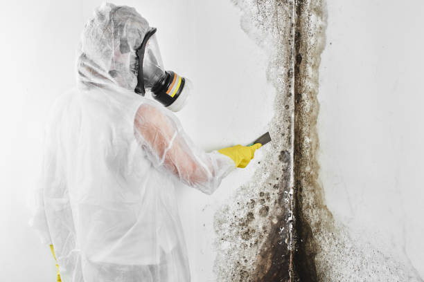 Biohazard Mold Removal in Silver Firs, WA